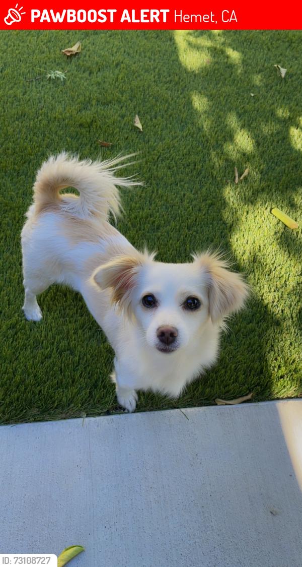 Lost Female Dog last seen Menlo and san jacino, Hemet, CA 92543