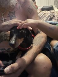 Reunited Female Dog last seen Deerfield dr and gold star, San Antonio, TX 78218
