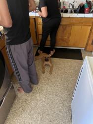 Lost Male Dog last seen Inglewood, Culver City, CA 90034