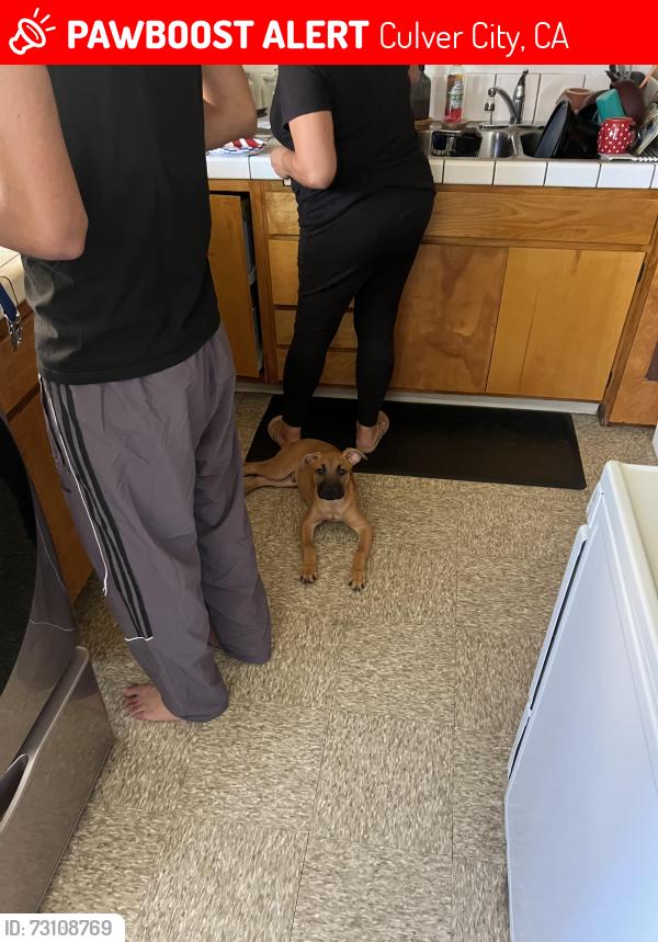 Lost Male Dog last seen Inglewood, Culver City, CA 90034