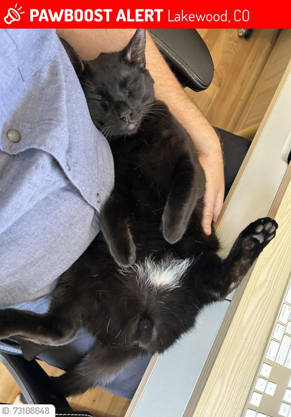 Lost Male Cat last seen W 17th Place and Lewis Street, Lakewood, Lakewood, CO 80215