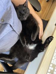 Lost Male Cat last seen W 17th Place and Lewis Street, Lakewood, Lakewood, CO 80215