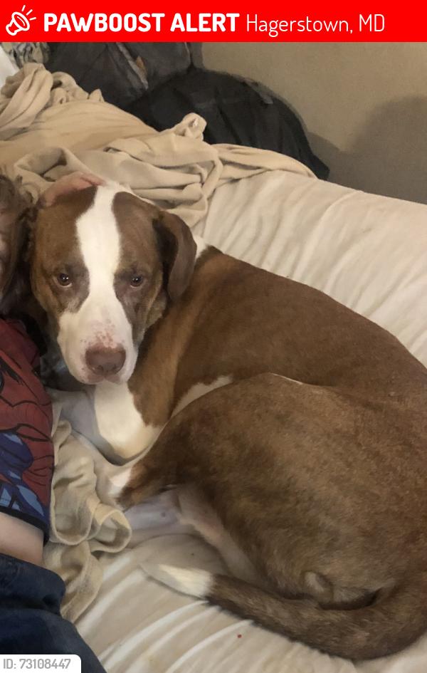 Lost Male Dog last seen West Side Ave and Winter St are the cross streets, Hagerstown, MD 21740