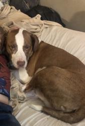 Lost Male Dog last seen West Side Ave and Winter St are the cross streets, Hagerstown, MD 21740