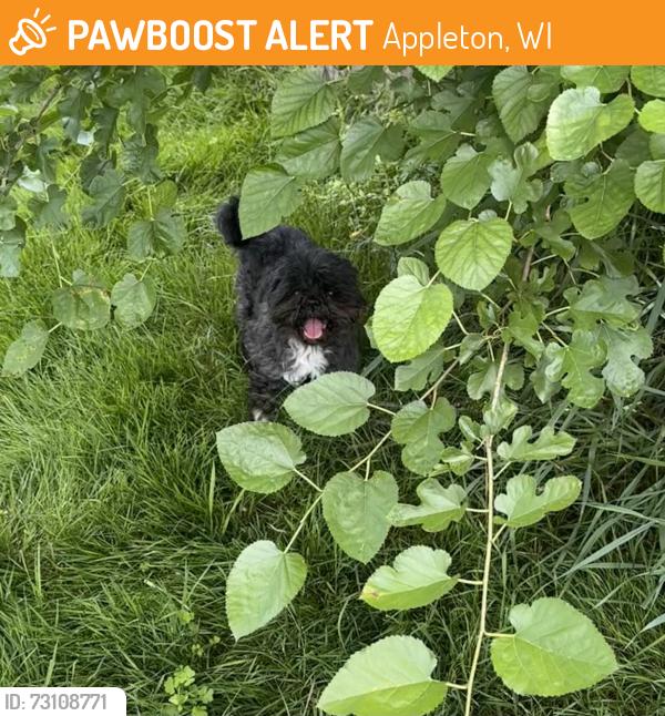 Found/Stray Unknown Dog last seen Richmond and Wisconsin in appleton, Appleton, WI 54914
