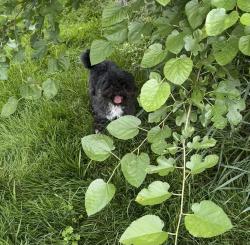 Found/Stray Unknown Dog last seen Richmond and Wisconsin in appleton, Appleton, WI 54914