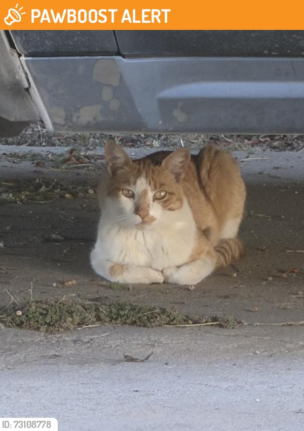 Found/Stray Female Cat last seen Corner del Monaco and via el cuadro, Eastern Goleta Valley, CA 93111
