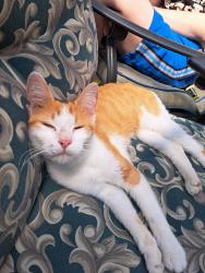 Found/Stray Female Cat last seen 175th/Calumet Avenue, Hammond, IN 46324