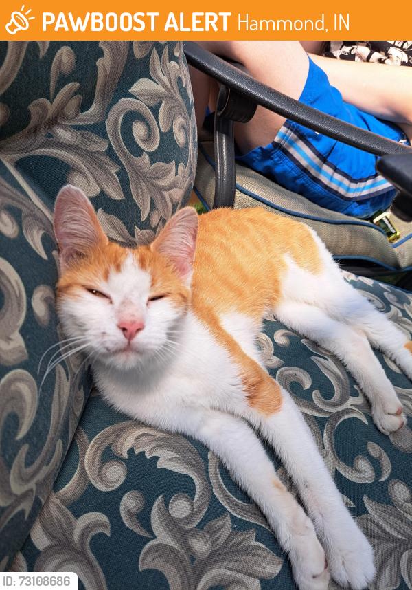 Found/Stray Female Cat last seen 175th/Calumet Avenue, Hammond, IN 46324