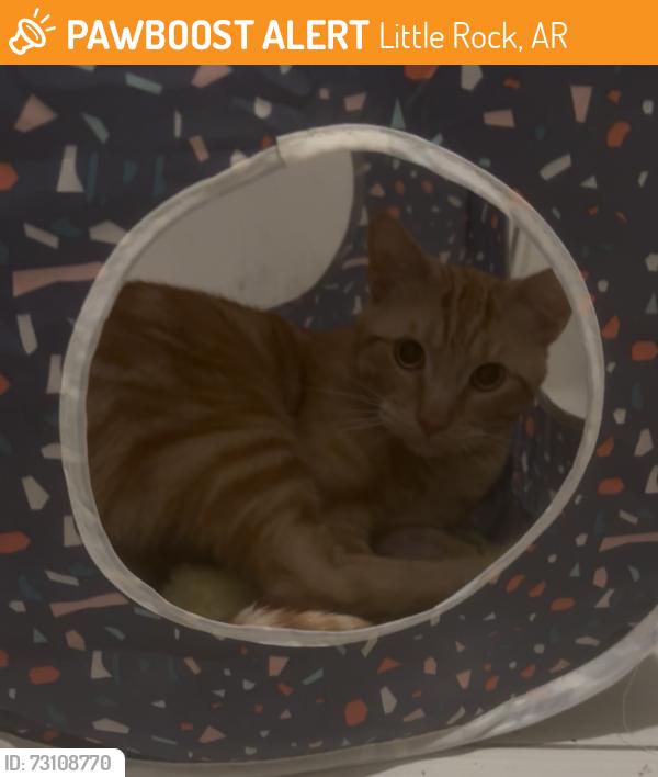 Found/Stray Male Cat last seen Eagle Suites Breckenridge, Little Rock, AR 72205