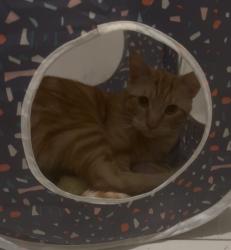 Found/Stray Male Cat last seen Eagle Suites Breckenridge, Little Rock, AR 72205