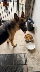 Found/Stray Unknown Dog last seen Loretta Costa Ln, Harris County, TX 77449