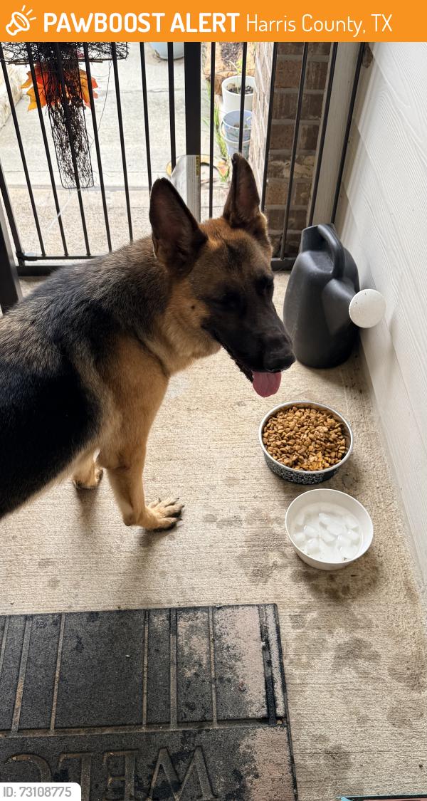 Found/Stray Unknown Dog last seen Loretta Costa Ln, Harris County, TX 77449