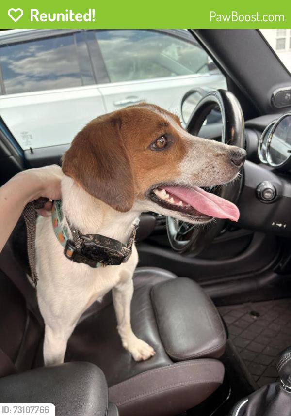 Reunited Female Dog last seen Amherst Neighborhood, Apex, NC 27539