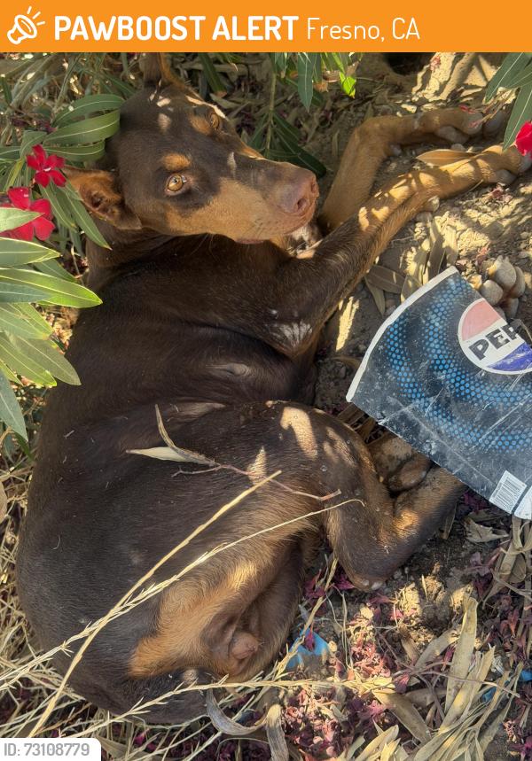 Found/Stray Female Dog last seen Shaw and Hayes under a tree, Fresno, CA 93723