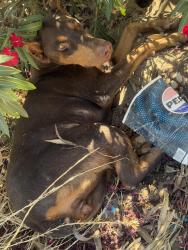 Found/Stray Female Dog last seen Shaw and Hayes under a tree, Fresno, CA 93723