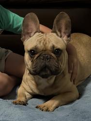 Lost Male Dog last seen Page rd and angier ave, Durham, NC 27703