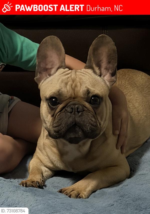 Lost Male Dog last seen Page rd and angier ave, Durham, NC 27703