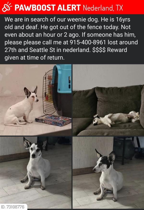 Lost Male Dog last seen 27th and seattle, Nederland, TX 77627