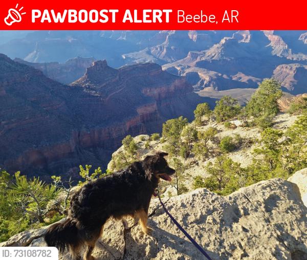Lost Female Dog last seen Beebe high school, Beebe, AR 72012