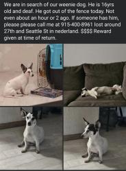 Lost Male Dog last seen 27th and seattle, Nederland, TX 77627