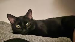 Reunited Female Cat last seen 32nd st and 24th Ave, astoria, Queens, NY 11102