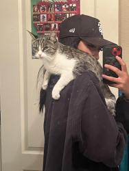 Reunited Female Cat last seen Near green haven ct tracy ca, Tracy, CA 95377