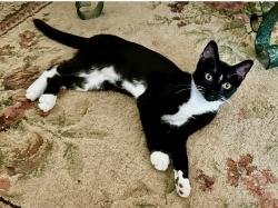 Reunited Female Cat last seen Denae Lynn & Meadow Crossing (Heritage Green ) Cornelius / possibly nea Coachman’s Trace (Glenridge), Cornelius, NC 28031