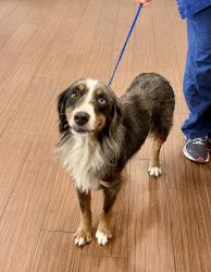 Reunited Male Dog last seen Near avenue and Van Buren Street, Hollywood, FL 33020