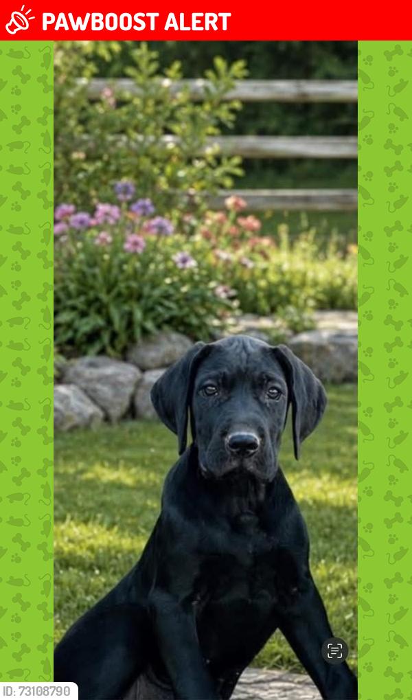Lost Female Dog last seen River Rd, Rockingham County, NC 27048