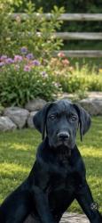 Lost Female Dog last seen River Rd, Rockingham County, NC 27048