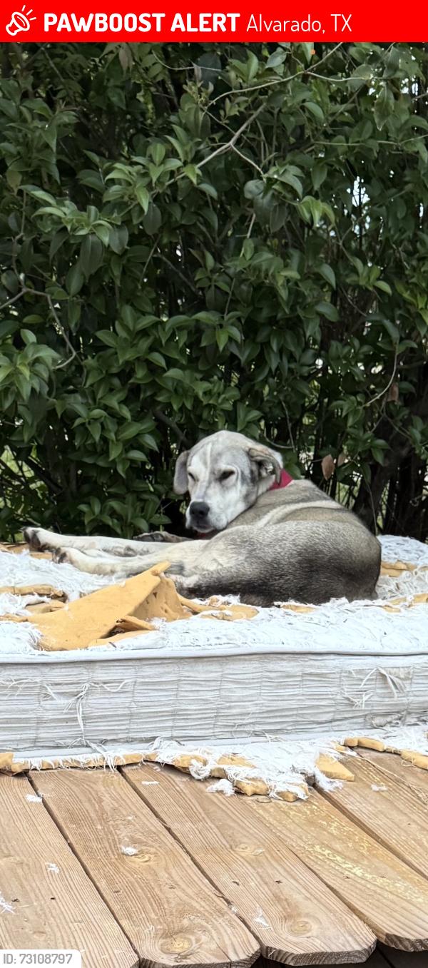Lost Female Dog last seen Dollar general 917, Alvarado, TX 76009