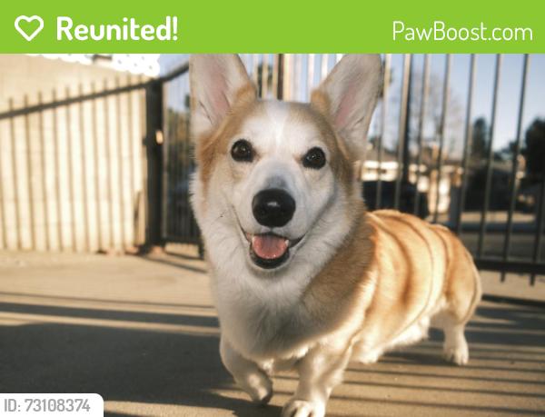 Reunited Male Dog last seen South Pasadena old theatre on el center, South Pasadena, CA 91030