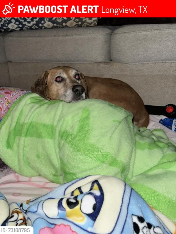 Lost Female Dog last seen Walmart gilmer rd and pietros, Longview, TX 75605