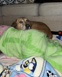 Lost Female Dog last seen Walmart gilmer rd and pietros, Longview, TX 75605
