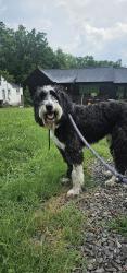 Reunited Male Dog last seen Near Gallatin Pike, Nashville, TN 37206