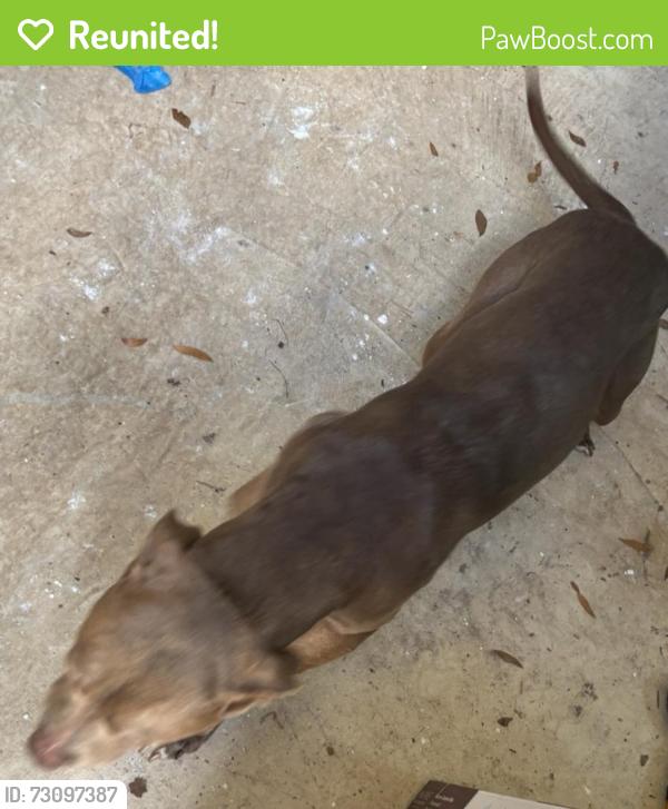 Reunited Male Dog last seen Stewart Ln/ Old Eustis , Mount Dora, FL 32757