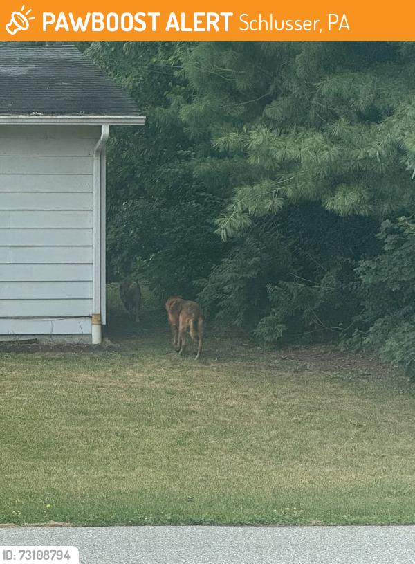 Found/Stray Unknown Dog last seen Lakeview Dr walking towards spring rd, Schlusser, PA 17013