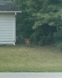 Found/Stray Unknown Dog last seen Lakeview Dr walking towards spring rd, Schlusser, PA 17013