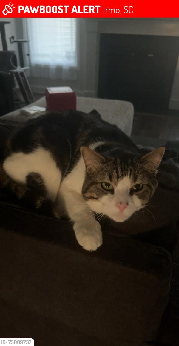 Lost Male Cat last seen Twistwd Hill Road and Penny Boy, Irmo, SC 29212