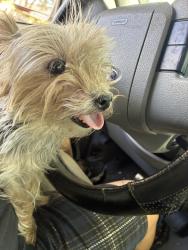Reunited Male Dog last seen Gingerwood Terrace, Brentwood, CA 94513
