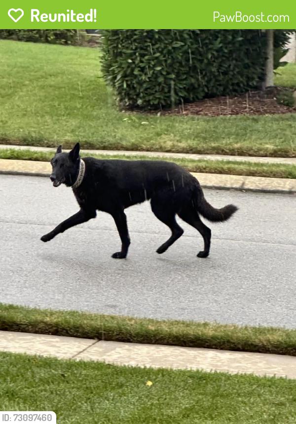 Reunited Unknown Dog last seen White Ash Drive and Ooltewah-Ringgold Rd, Hamilton County, TN 37421