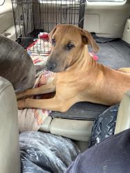 Lost Male Dog last seen Hogan park, Kent, WA 98032