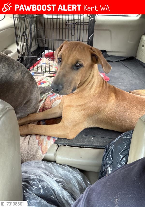 Lost Male Dog last seen Hogan park, Kent, WA 98032