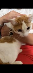 Reunited Female Cat last seen Near Woodfern, Irvine, CA 92614, USA, Irvine, CA 92614