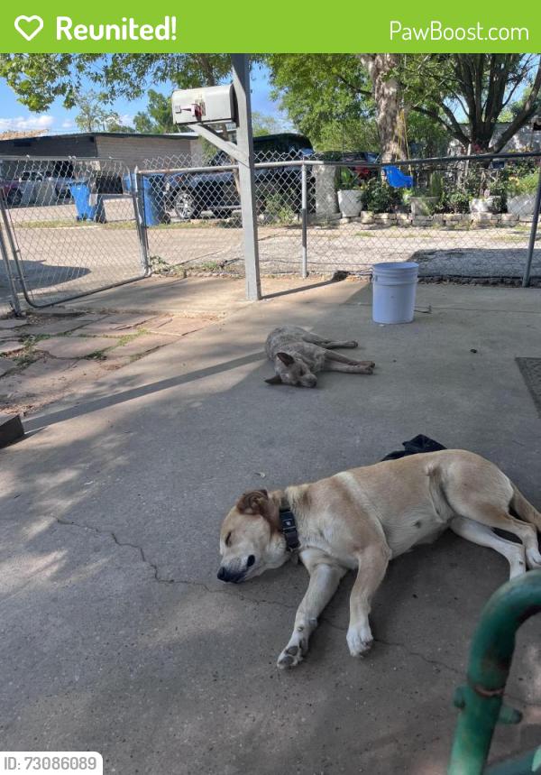 Reunited Female Dog last seen Near Indiana st south Houston tx 77587, South Houston, TX 77587