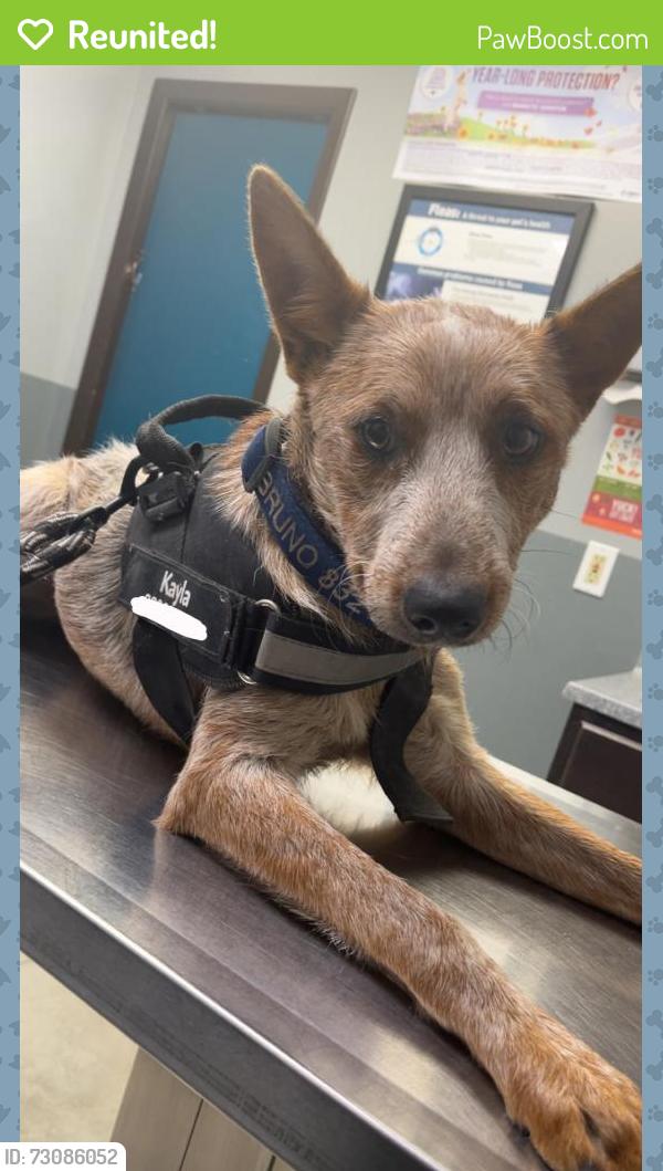 Reunited Male Dog last seen Near Indiana st south Houston tx 77587, South Houston, TX 77587