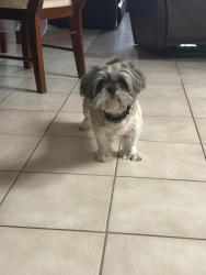 Lost Female Dog last seen Randall Ave and cedar Ave, Bloomington, CA 92335