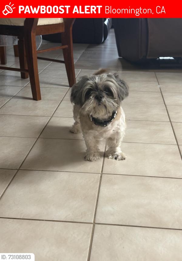 Lost Female Dog last seen Randall Ave and cedar Ave, Bloomington, CA 92335