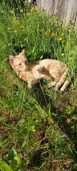 Lost Female Cat last seen 1rst and temple , Vancouver, BC 